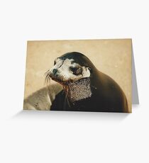 Fur Seal Greeting Card
