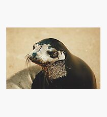 Fur Seal Photographic Print