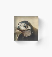 Fur Seal Acrylic Block