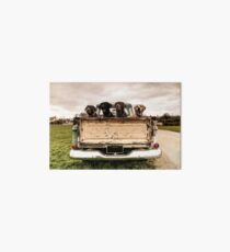 Labradors in einem Chevy Truck Galeriedruck