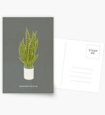 Sansevieria Trifasciata (charcoal gray with text) Postcards