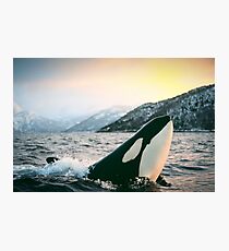 Lámina fotográfica Orca - Tysfjord, Noruega