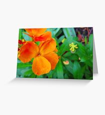MAY FLOWERS Greeting Card