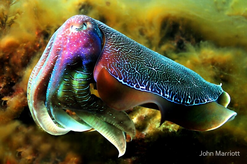 “Psychedelic Cuttlefish” Art Prints by John Marriott | Redbubble