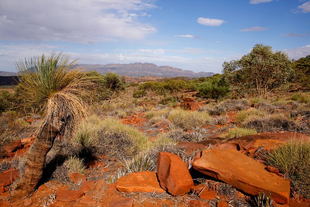 The Australian Outback: A Land of Diverse Landscapes, but Not Dense Forests