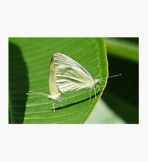 Procreation ... Butterfly Style Photographic Print