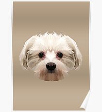 Maltese dog. Poster