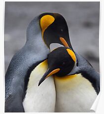 I Wuv You! (King Penguins, South Georgia) Poster