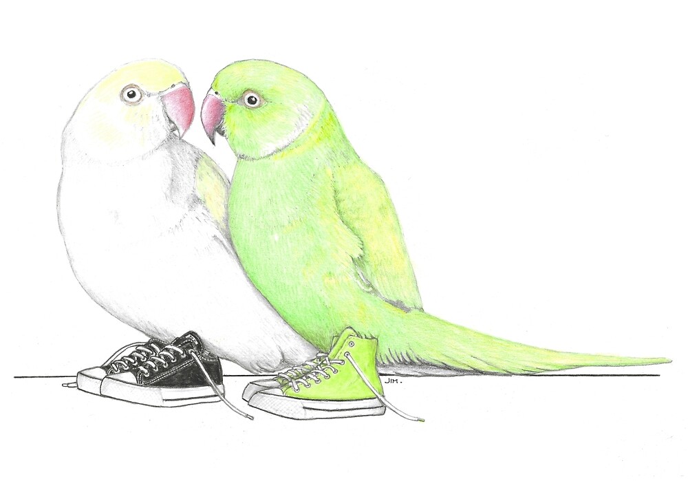 2 Ringneck Parrots in Chucks by JimsBirds