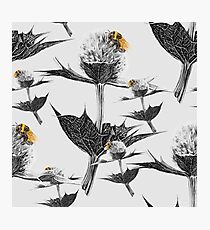Yellow bumblebee on a black and white thistle Photographic Print