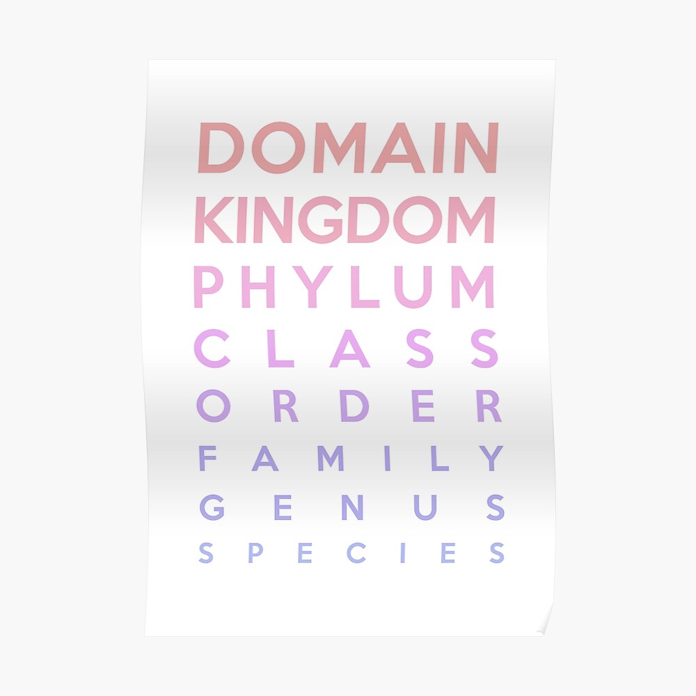 Domain Kingdom Phylum Chart