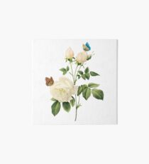 White rose with butterflies Art Board