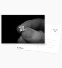 Lily Postcards