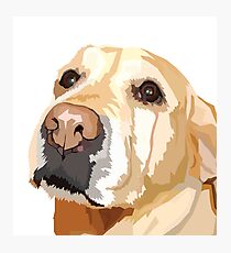 Yellow Lab Photographic Print