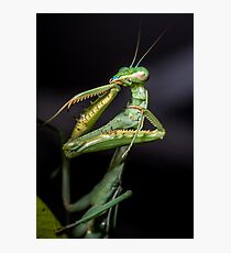 Praying Mantis Photographic Print