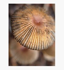 Parasol Photographic Print