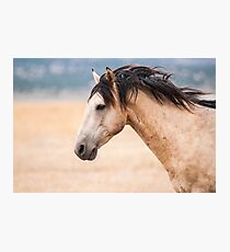 Buckskin Beauty Photographic Print