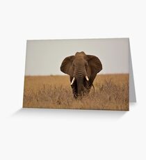 Elephant warning Greeting Card