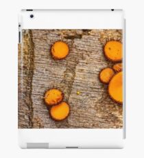Winnie the pooh iPad Case/Skin