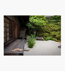 Zen garden cat Photographic Print