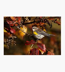 Yellow-rumped Warbler Photographic Print