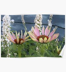 Echinacea Blossoms Poster