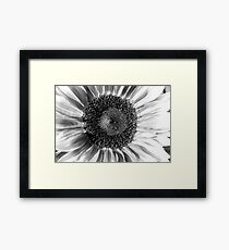 Sunflower 14 BW Framed Print