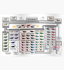 Caridina cantonensis Family Tree Poster