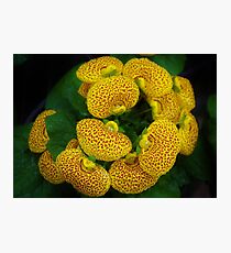 Calceolaria Photographic Print