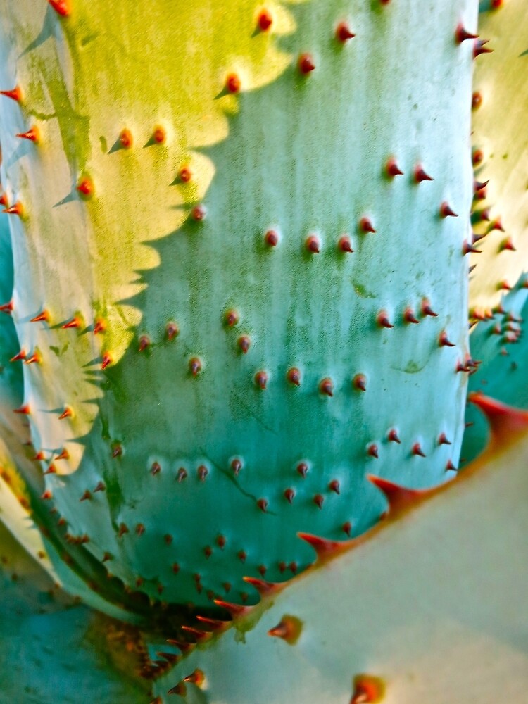 ““Cactus Abstract”” by AlexandraZloto | Redbubble