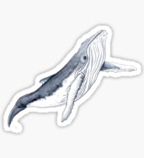 Humpback whale baby Sticker