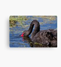 Bill Under Water Canvas Print