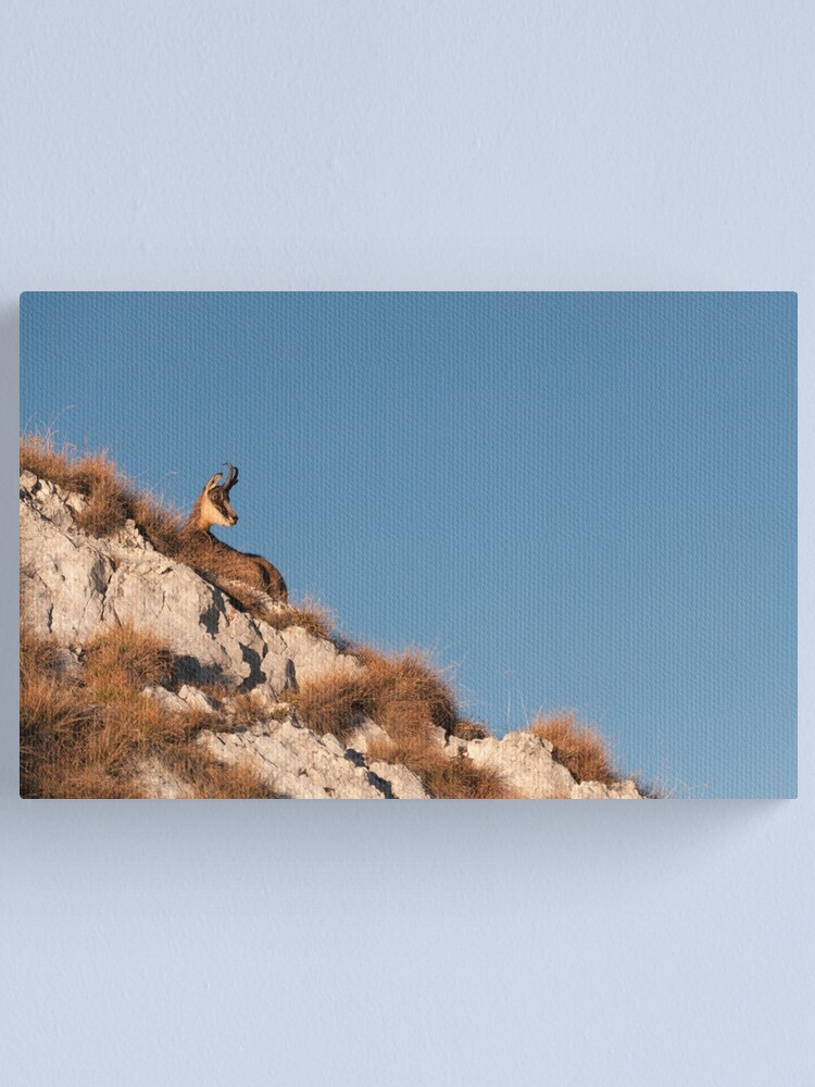 Alternate view of Sunbather Canvas Print