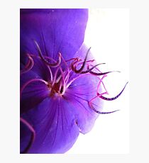 Streamers Photographic Print