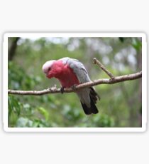 Galah Sticker