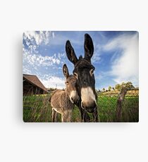 Donkeys! Canvas Print