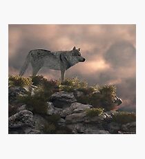 Timber wolf Photographic Print