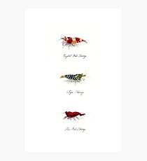 Three Shrimp Photographic Print