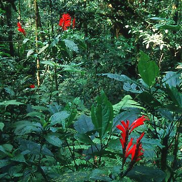 Artwork thumbnail, Costa Rica Tropical Lush Jungle Rain Forest by DEC02