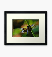 Widow Skimmer Framed Print