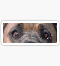cane corso eyes Sticker