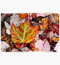 Leaf Litter III Poster