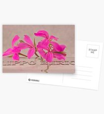 Pink Geranium Blossoms - Macro Postcards