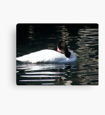 Black Necked Swan Photo Canvas Print