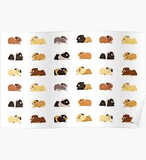 Guinea pigs Poster