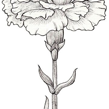 Carnation Flower Done in Ink.  Art Print for Sale by AndraMarie