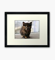 Tortie kitten Framed Print