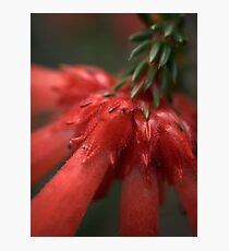 Nothing To Get Hung About. Photographic Print