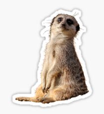 Meerkat Sticker