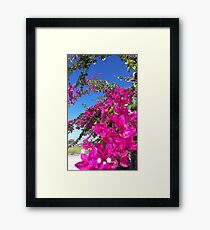 Bougainvillea - triple flower Framed Print